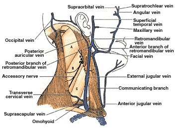 jugular and carotid
