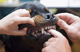 what is a rottweiler bite force for kids