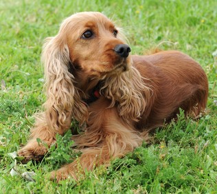 English Cocker Spaniel Dog (All Facts and Pictures)