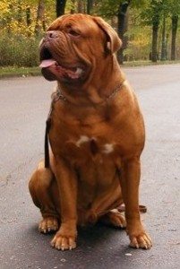 French mastiff