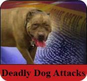 Fatal dog attack
