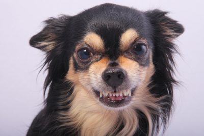 Chihuahua aggressive