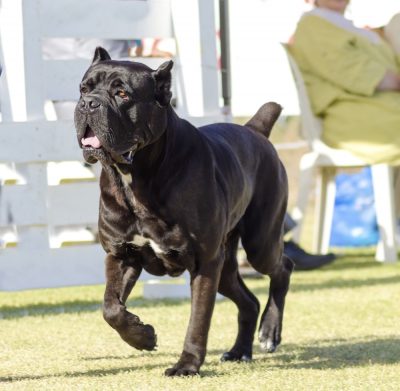 which dog is stronger cane corso or pitbull