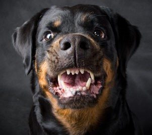 growling rottweiler