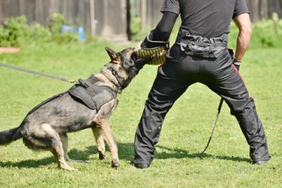 police dogs attacking